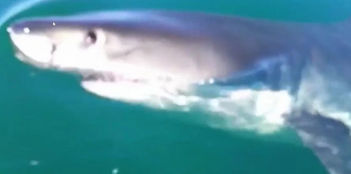 Καρχαρίας επιτίθεται σε βάρκα: Βίντεο σοκ από την Αυστραλία