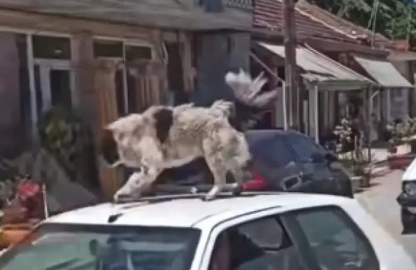 Σκύλος στην οροφή αυτοκινήτου: Σάλος στην Καρδίτσα, η ανάρτηση της Σταματάκου