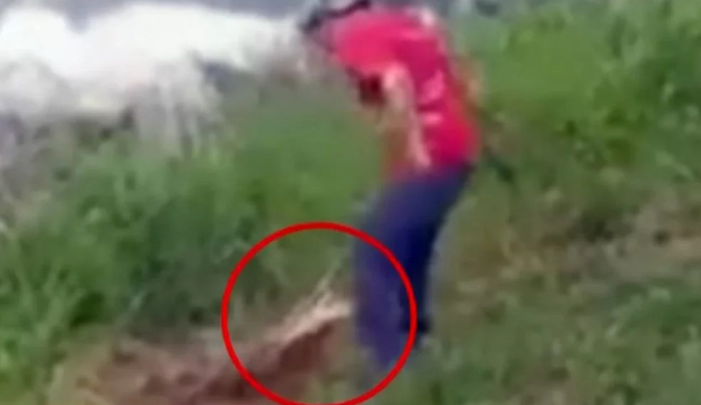 Κροκόδειλος – επίθεση: Άρπαξε άντρα που του πετούσε πέτρες – Βίντεο