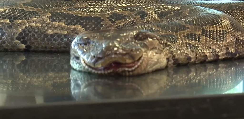 Πύθωνας Φλόριντα: Το μεγαλύτερο φίδι στην ιστορία της πόλης