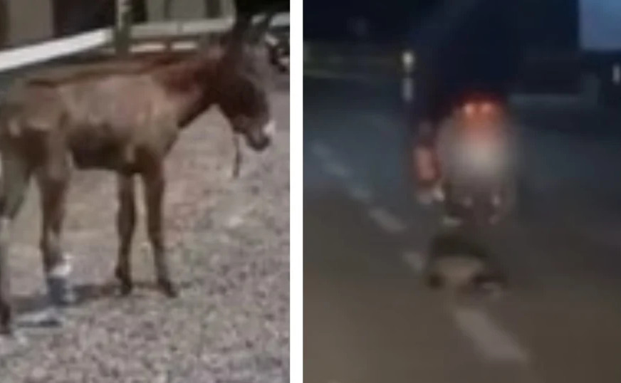 Κακοποίηση ζώων: Γαϊδουράκι με κομμένο πόδι στα Μέγαρα – Άνδρας έσερνε ασβό πίσω από μηχανάκι στην Καβάλα