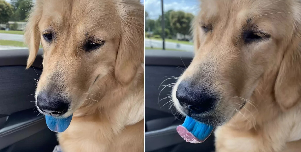 Σκύλος με μπλε γλώσσα: Όλοι ψάχνουν να βρουν τι συνέβη στο τετράποδο