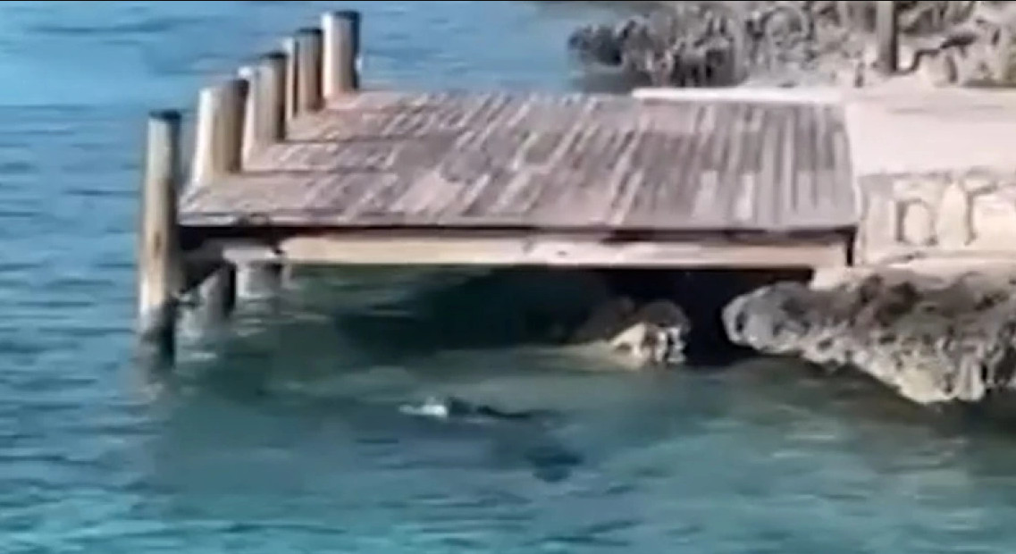 Σκύλος κυνήγησε καρχαρία: Απίστευτο βίντεο!