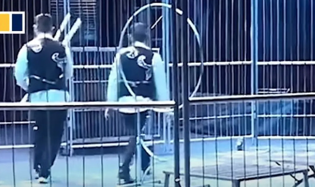Λιοντάρια βγήκαν από το κλουβί: Τρόμος σε τσίρκο