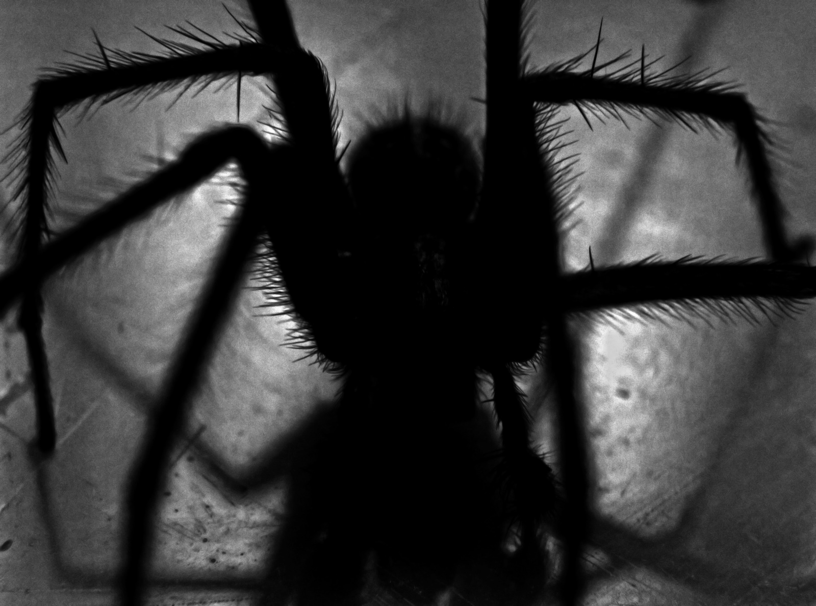 Αράχνη στο αυτί: “Εφιάλτης” για άνδρα στην Κίνα