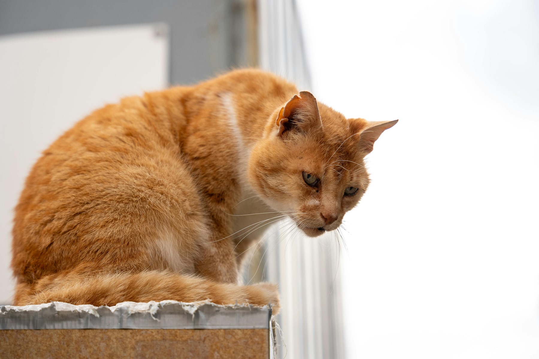 Σπιτάκια για γάτες Βάρη – Βούλα – Βουλιαγμένη: Δωρεά για τις αδέσποτες