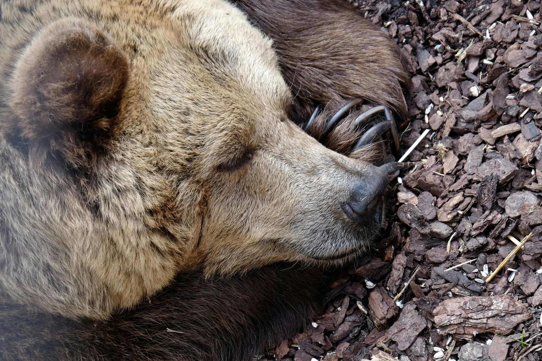 Αρκούδα σε δεξαμενή Ιωάννινα: Πώς απεγκλωβίστηκε το ζώο