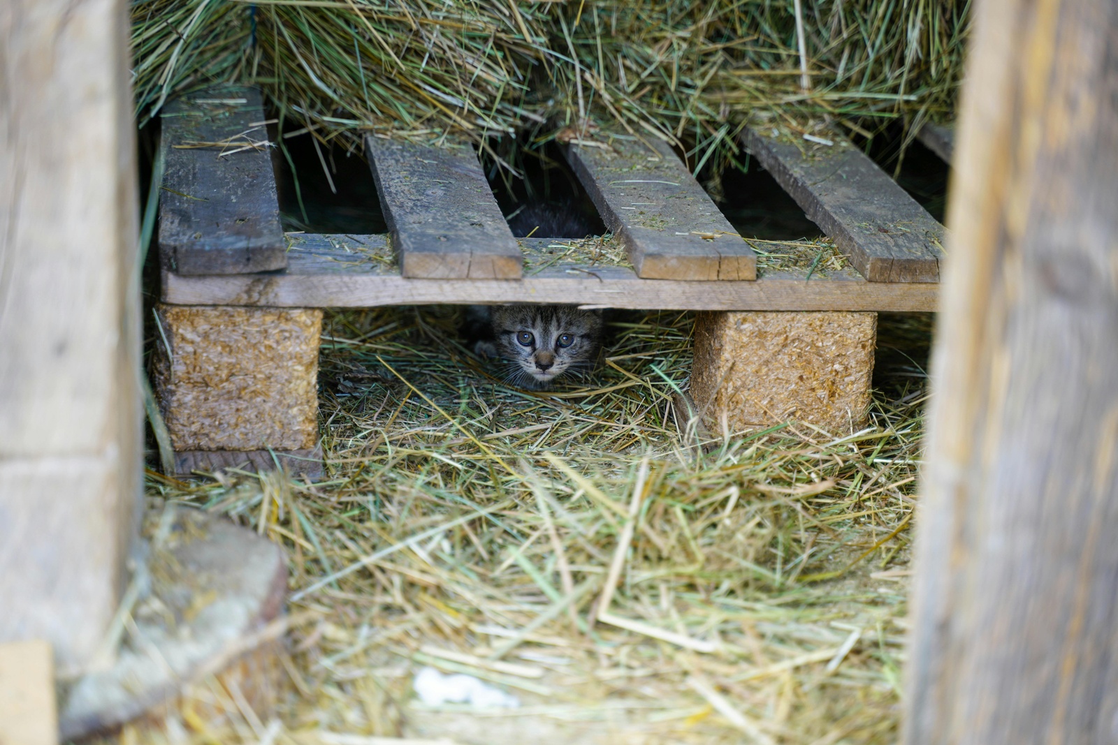 All About Cats Festival – Η μεγάλη γιορτή των γατόφιλων αυτό το Σαββατοκύριακο στο εκθεσιακό κέντρο