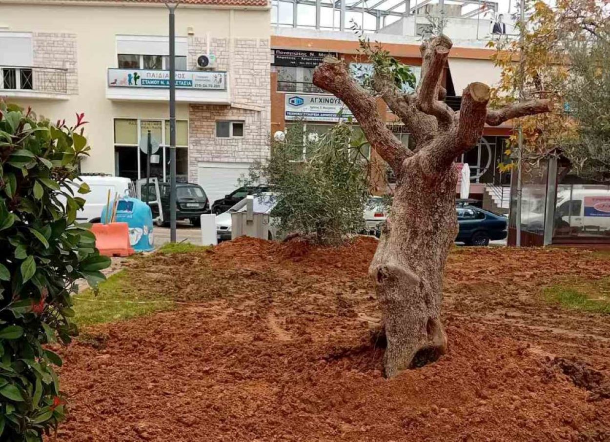 Δήμος Φυλής: Συνεχίζει το πρόγραμμα φύτευσης ελαιοδέντρων